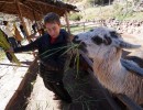 DSC00614a llama petting 006 456