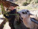 DSC00630 190704a llama petting 022