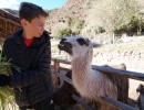 DSC00646 190704a llama petting 038