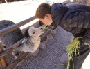 DSC00809 190704a llama petting 201