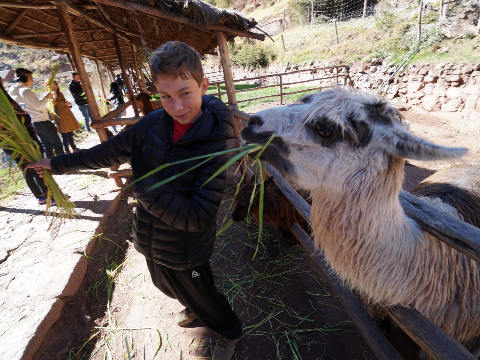 DSC00614 190704a llama petting 006