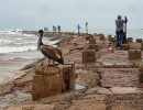 DSC03700PelicanOnTheJetty03